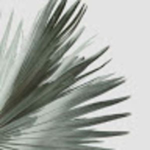 Meet your Posher, Elianna